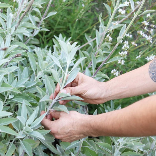 Harmonizing Tradition and Environmental Responsibility: How Soul Sticks Ethically & Responsibly Sources White Sage