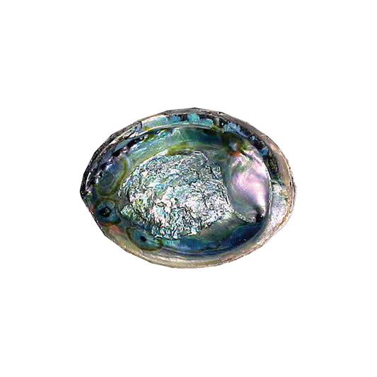 5"- 6" Green Abalone Shell