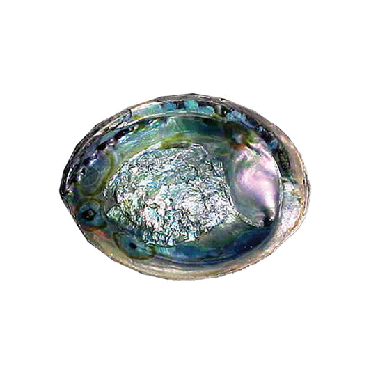 6"- 7" Green Abalone Shell